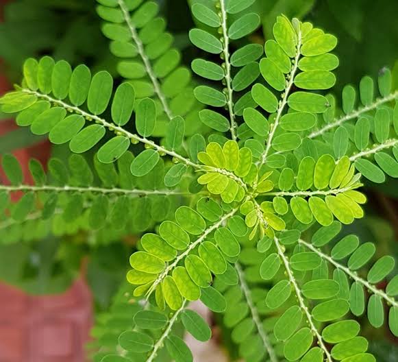 Phyllanthus niruri: Benefits, uses, and risks