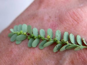 Phyllanthus amarus - Leon Levy Native Plant Preserve